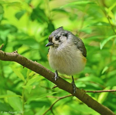 Chickadees, Titmice, Verdins, Bushtits