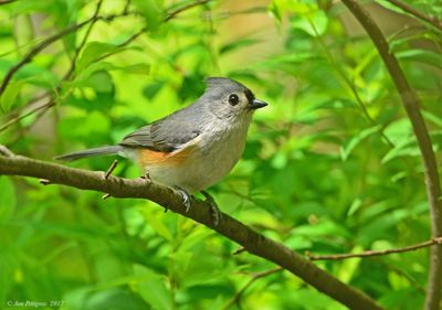 Tufted Titmouse