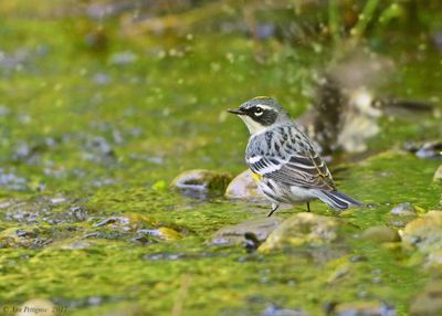 Yellow-rumped Warbler