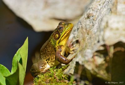 Green Frog
