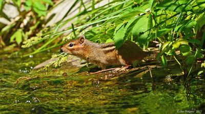 Eastern Chipmunk