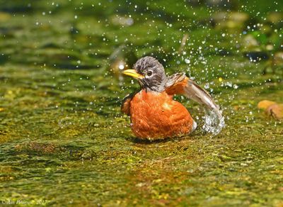 American Robin