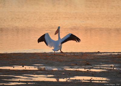 American White Pelican