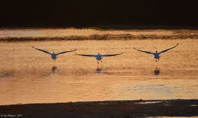 American White Pelicans