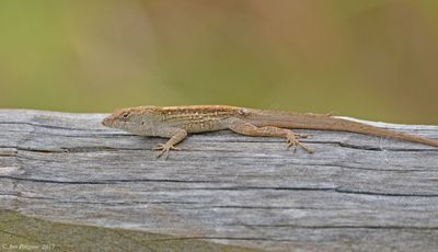 Brown Anole