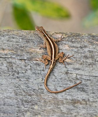 Brown Anole