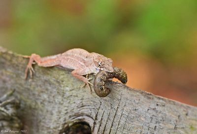 Brown Anole