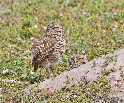 Burrowing Owls