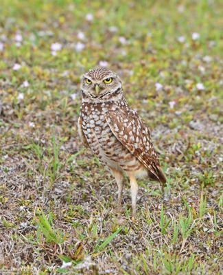 Burrowing-Owls---Cape-Coral,-FL--610_9990.jpg