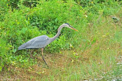 Stalking Great Blue Heron