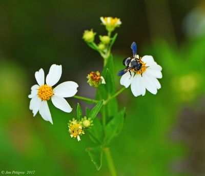 Leafcutter Bee