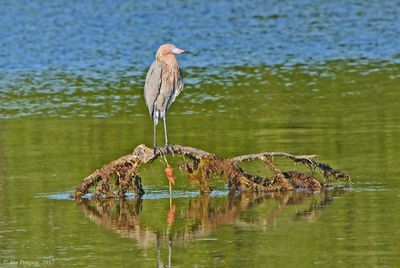 Reddish Egret 