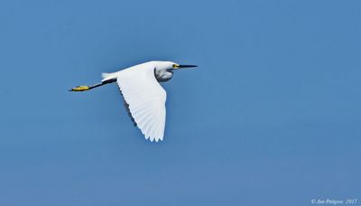 Snowy Egret