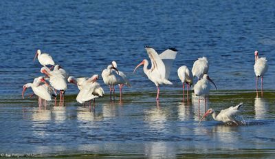 White Ibis