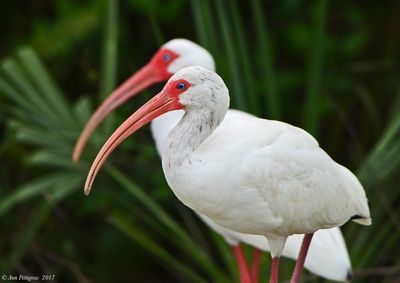 White Ibis