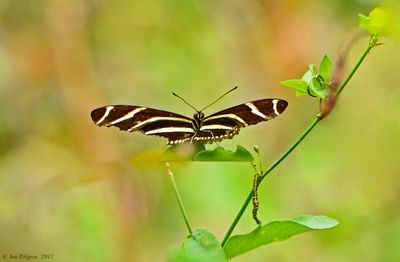 Zebra Heliconian