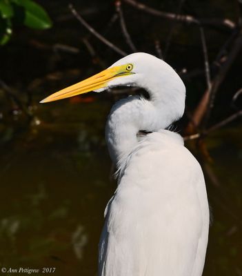 Great Egret
