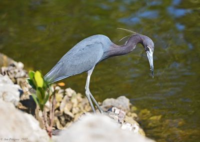 Little Blue Heron