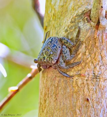 Mangrove Tree Crab