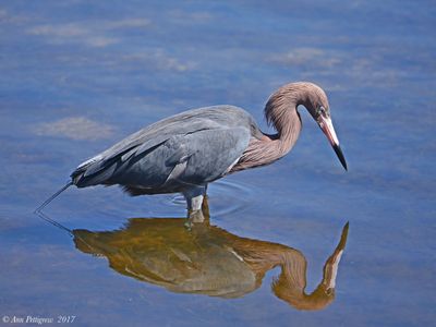 Reddish Egret
