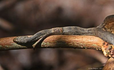 Mangrove Saltmarsh Snake