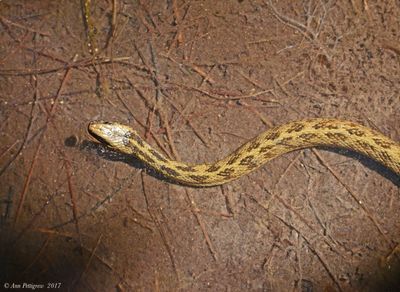 Mangrove Saltmarsh Snake