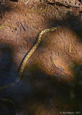 Mangrove Saltmarsh Snake