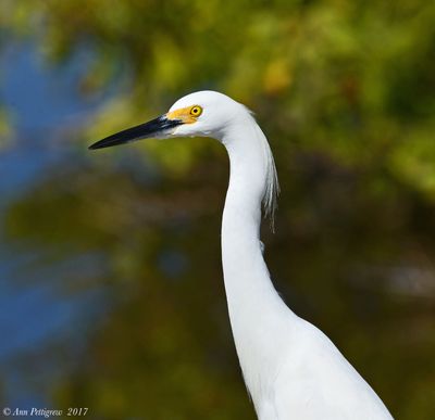 Snowy Egret