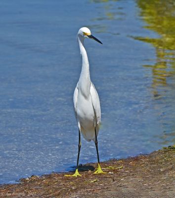 Snowy Egret
