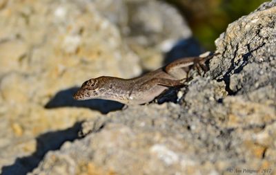 Brown Anole