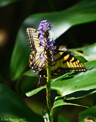 Eastern Tiger Swallowtail on Pickerelweed
