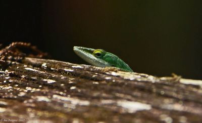 Green Anole