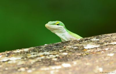 Green Anole