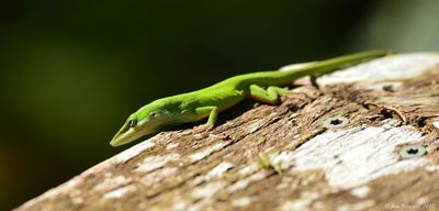 Green Anole
