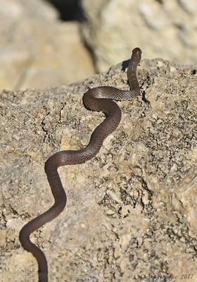 Southern Black Racer