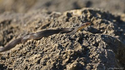 Southern Black Racer