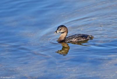 Pied-billed Grebe