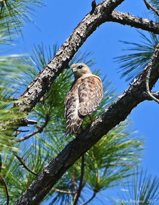 Red-shouldered Hawk