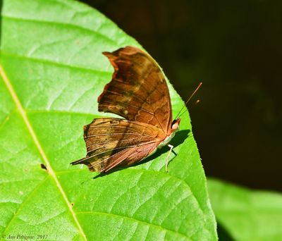 Ruddy Daggerwing