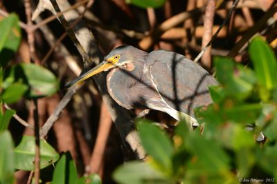 Tricolored Heron