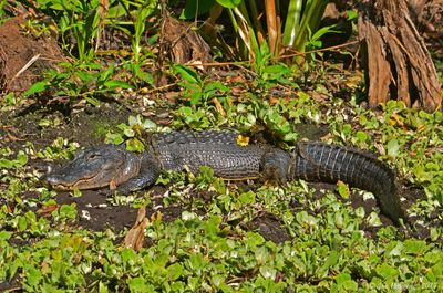 American Alligator