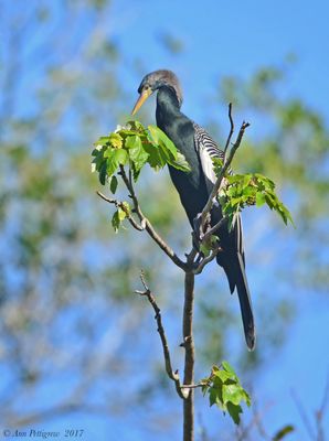 Anhinga
