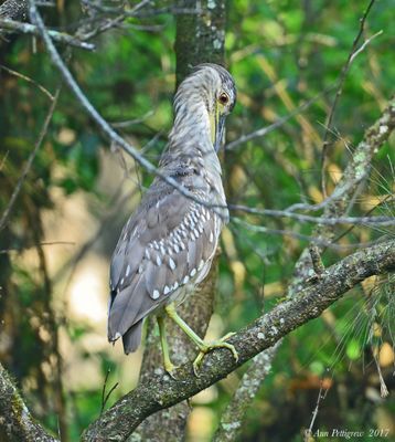 Black-crowned Night Heron