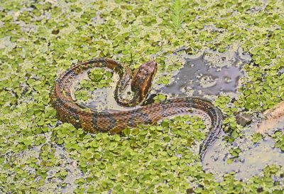 Florida Cottonmouth