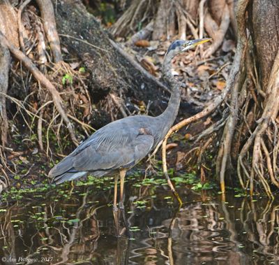 Great Blue Heron