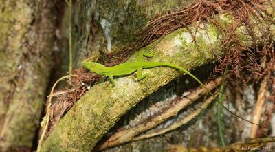 Green Anole