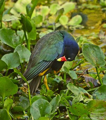Purple Gallinule