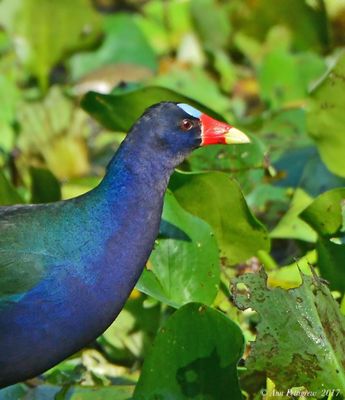 Purple Gallinule