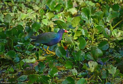 Purple Gallinule