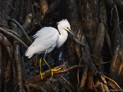 Snowy Egret